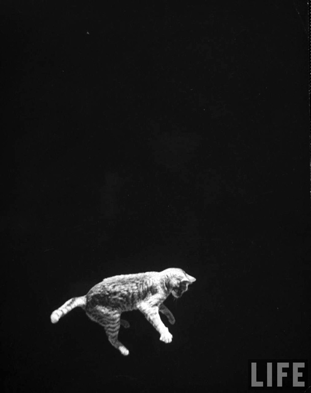 A cat being dropped upside down to demonstrate how a cat's movements while falling can be imitated by astronauts in space.