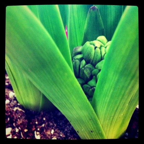 Hyacinth heart