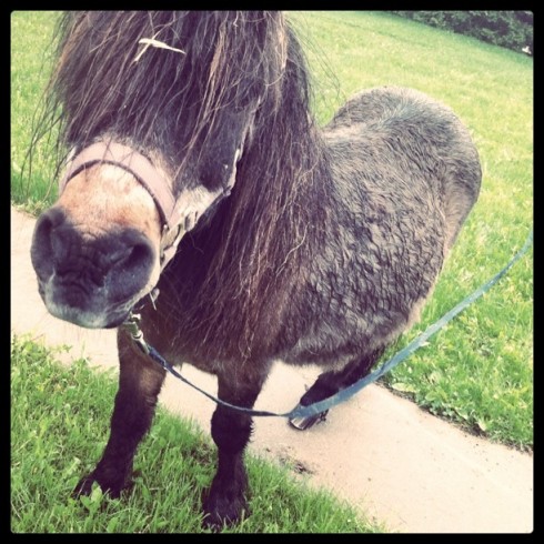 A Wee Pony