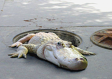 Sewer Gator