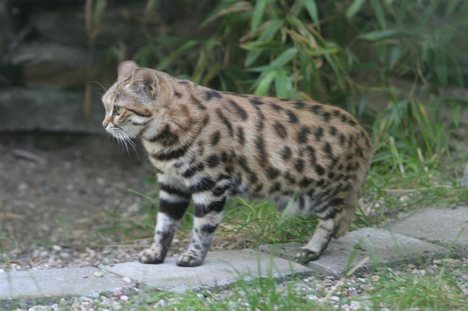 African Black-Footed Cat