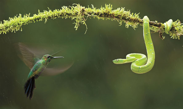 Hummingbird vs Pit Viper from http://cubeme.com
