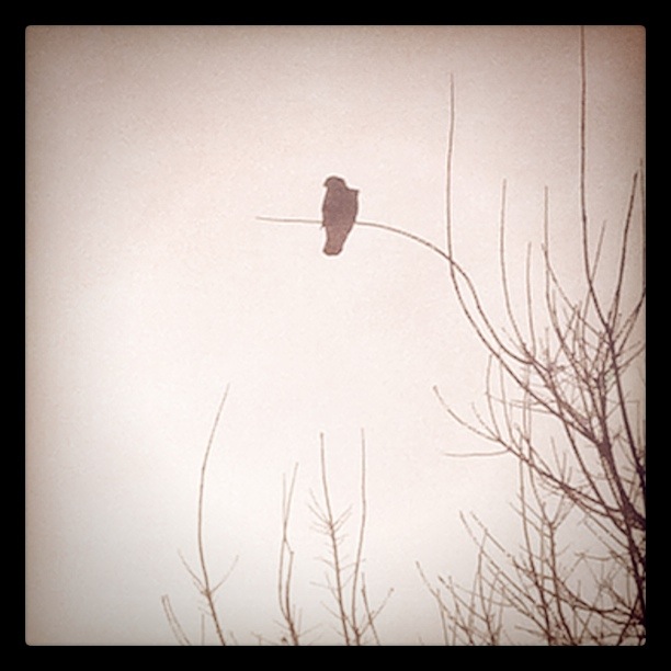 Bird on a limb