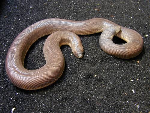 an Indian Sand Boa from http://www.eastbayvivarium.com/gallery/snakesgallery/indiansandboa.html