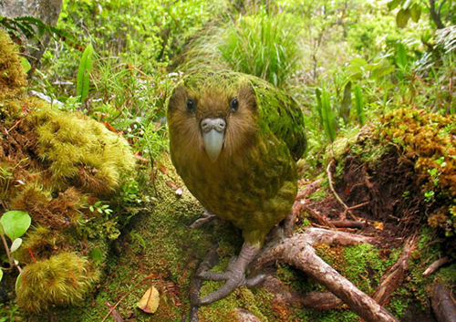 Shane McInnes' Kakapo for http://www.theworldsrarestbirds.com/en/about-photo-competition.html