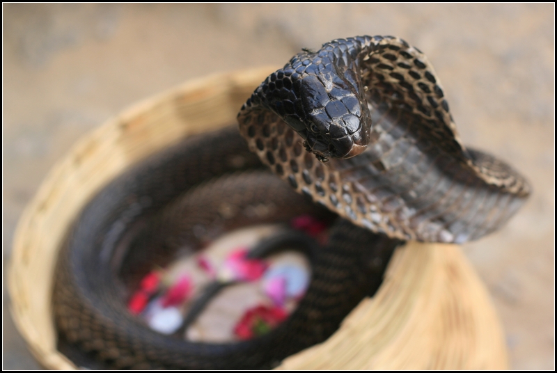 Cobra from http://www.trekearth.com/gallery/photo1156776.htm