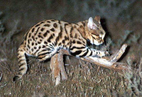 Male African Black-Footed Cat sharpens his claws - http://www.wildcatconservation.org/Black-footed-Cats.html