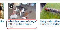 What became of dogs left in nuke zone?