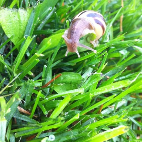 Snails: Nature's RVs