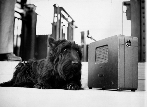 Franklin D. Roosevelt's dog Fala, listening to the president's speech on the radio. Photo: AP