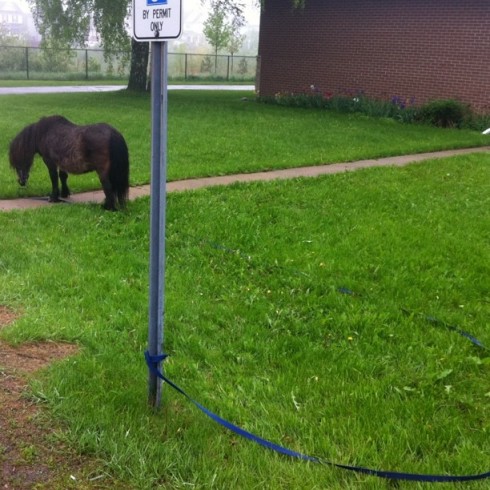 Someone appears to have misplaced their tiny pony