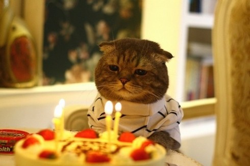 Birthday Cat - found at: http://whoamwenow.blogspot.com/2010/04/birthday-kitties.html