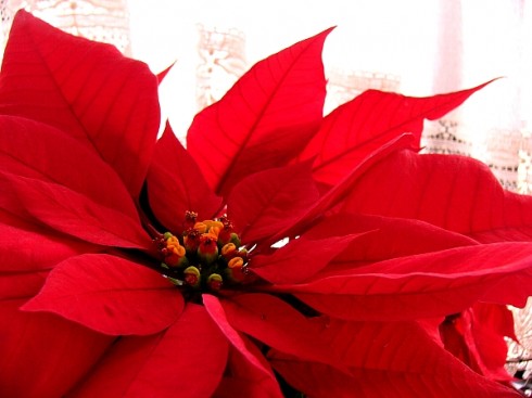 Poinsettia found at http://strawberrysweetdream.wordpress.com/