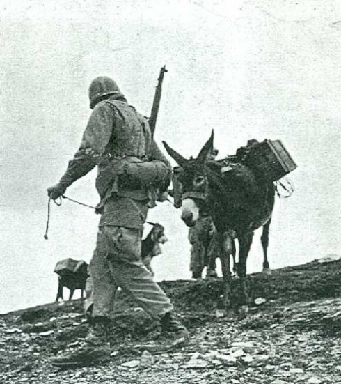 WWII Pack Mule