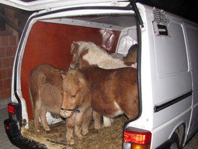 From: http://www.express.co.uk/posts/view/358383/That-doesn-t-look-very-stable-Ten-horses-found-crammed-into-van